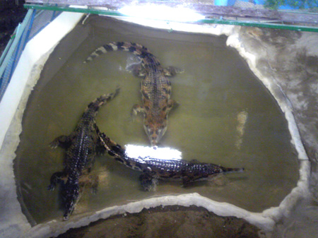 f:id:afuro-boya:20090805105908j:image