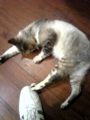 [ねこ][猫カフェ]猫だ！カフェ。
