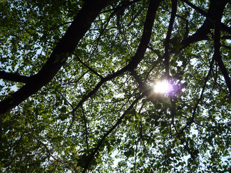 f:id:afuro-boya:20100502120859j:image