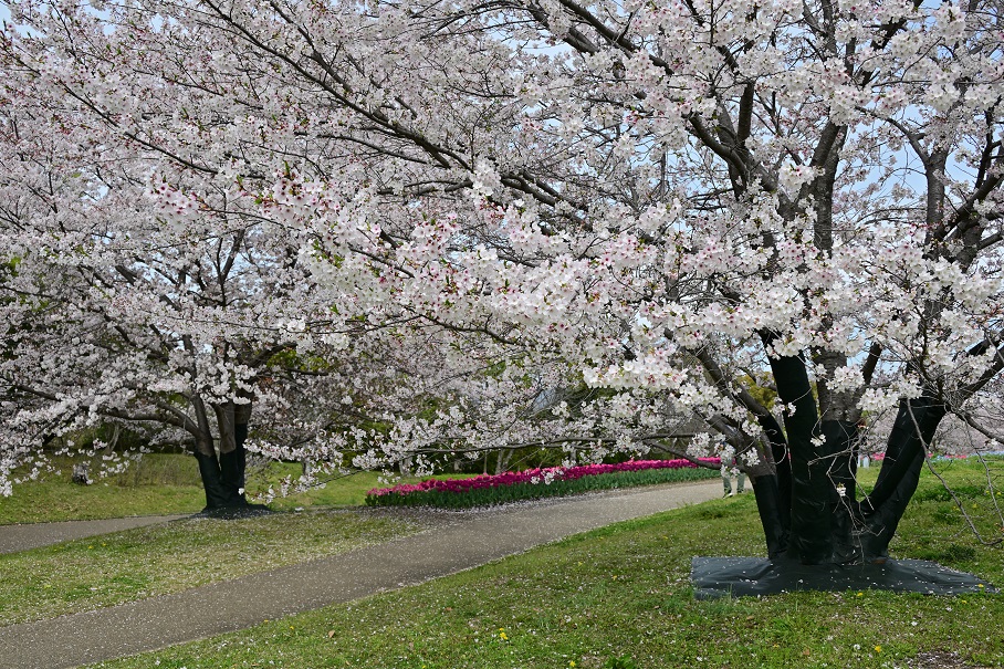 集いの丘のチューリップと桜 - 写真模様 Part2