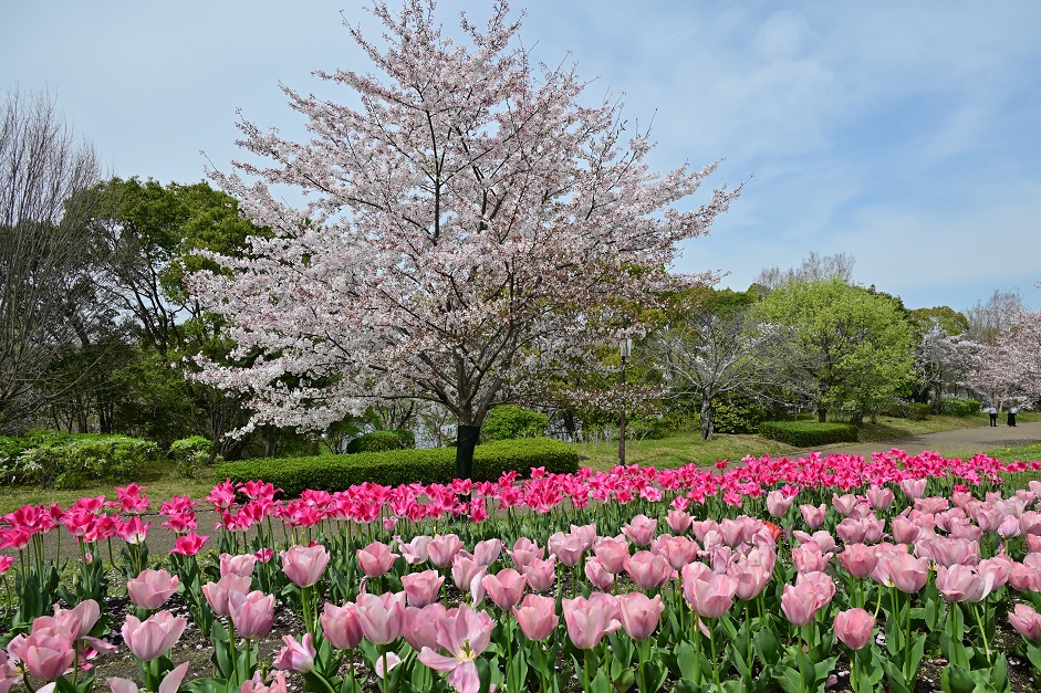 集いの丘のチューリップと桜 - 写真模様 Part2