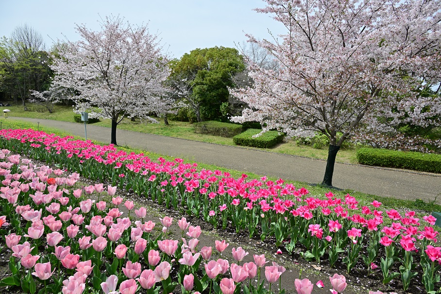 集いの丘のチューリップと桜 - 写真模様 Part2