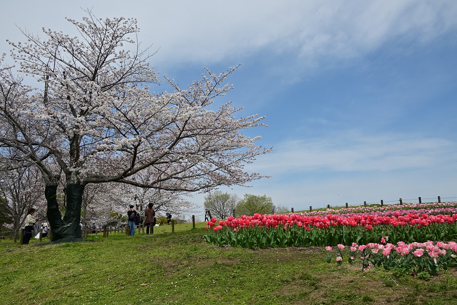 集いの丘のチューリップと桜 2 - 写真模様 Part2