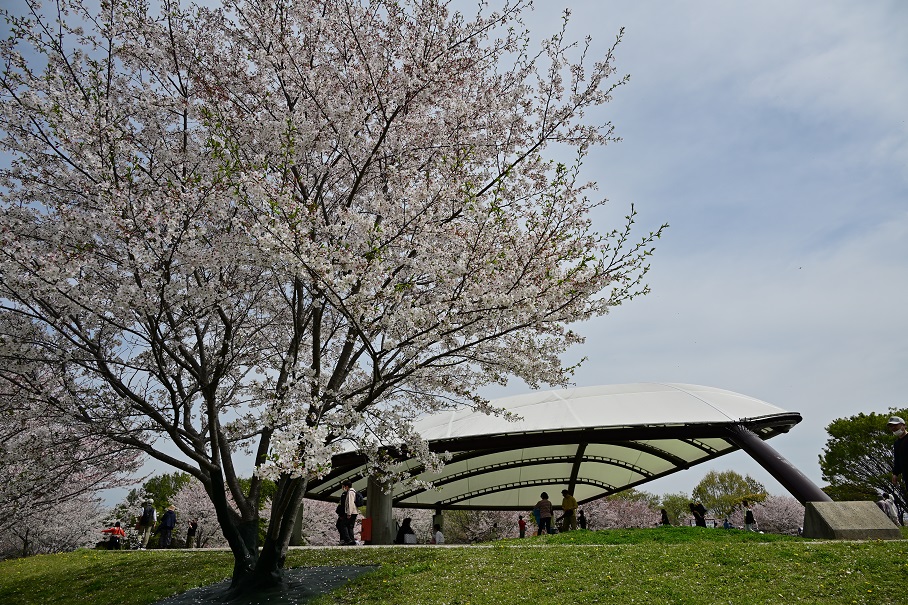 集いの丘のチューリップと桜 2 - 写真模様 Part2
