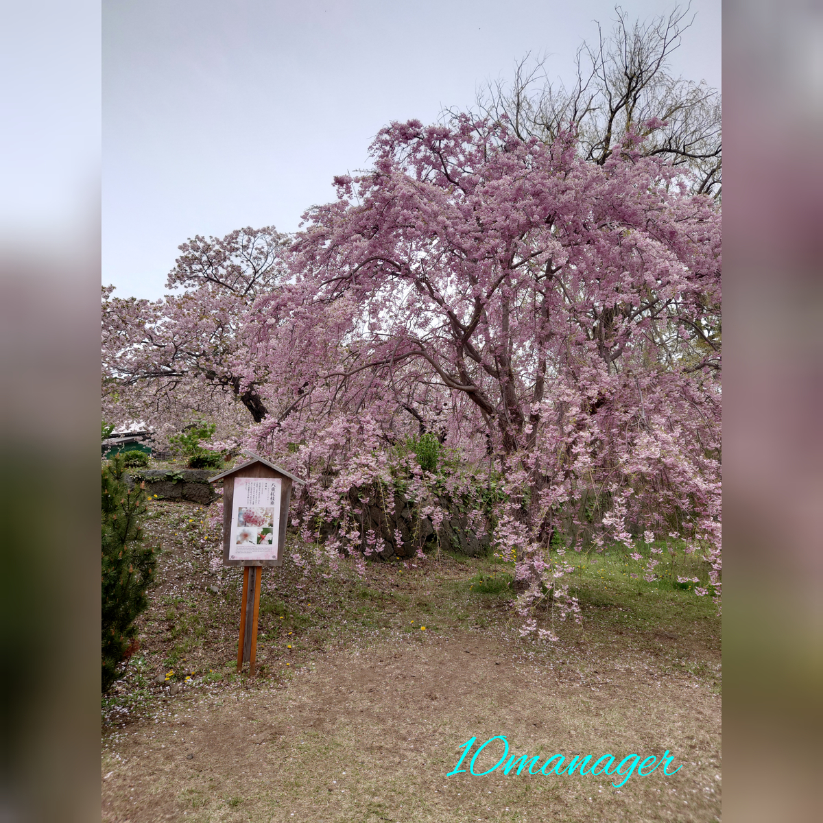 f:id:again-hokkaido-10manager:20210507173611j:plain