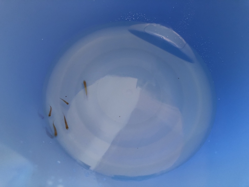 f:id:agali:20190731194636j:plain