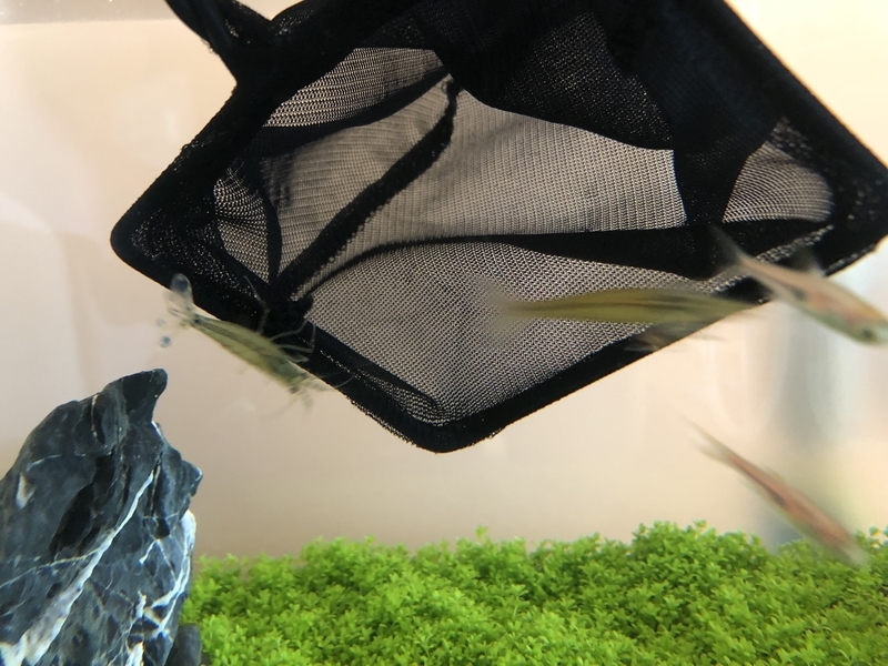 f:id:agali:20190731195730j:plain