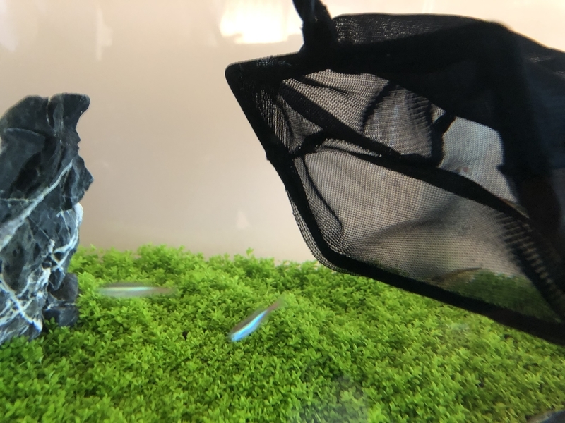 f:id:agali:20190731195746j:plain