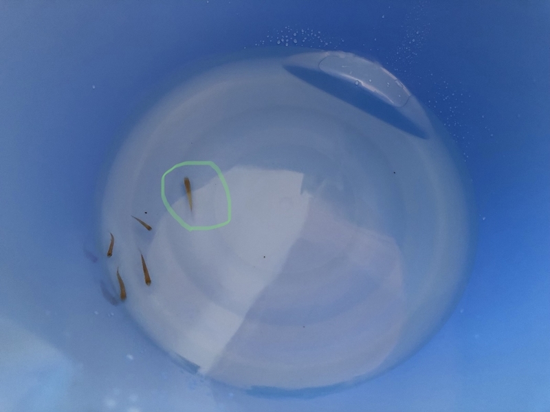 f:id:agali:20190801065431j:plain