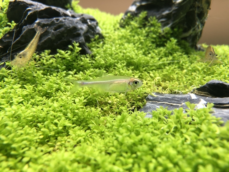 ０から始める水草水槽 悲しいお知らせ Grass Land