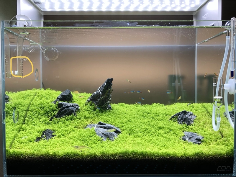 ０から始める水草水槽 悲しいお知らせ Grass Land