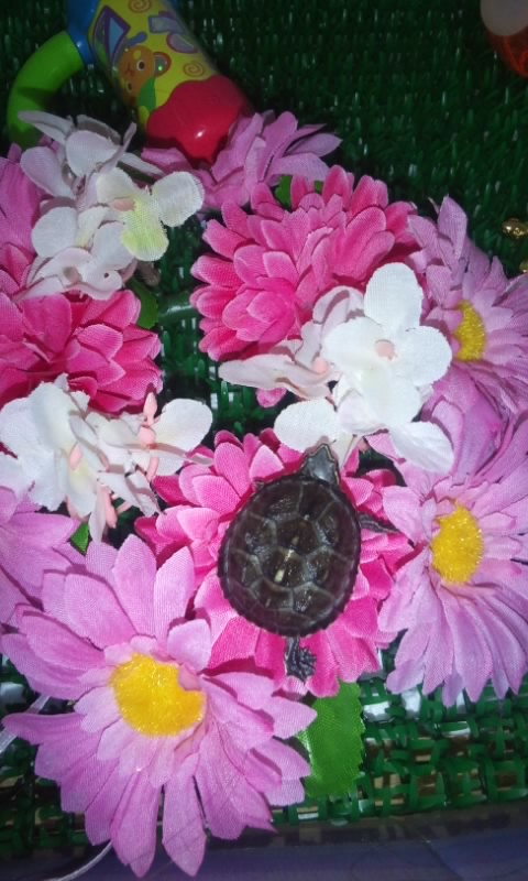 f:id:ageha7725:20161102000149j:plain f:id:ageha7725:20161102000149j:plain