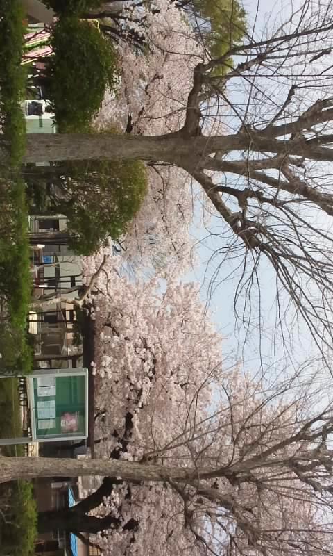 f:id:ageha7725:20170611044817j:plain
