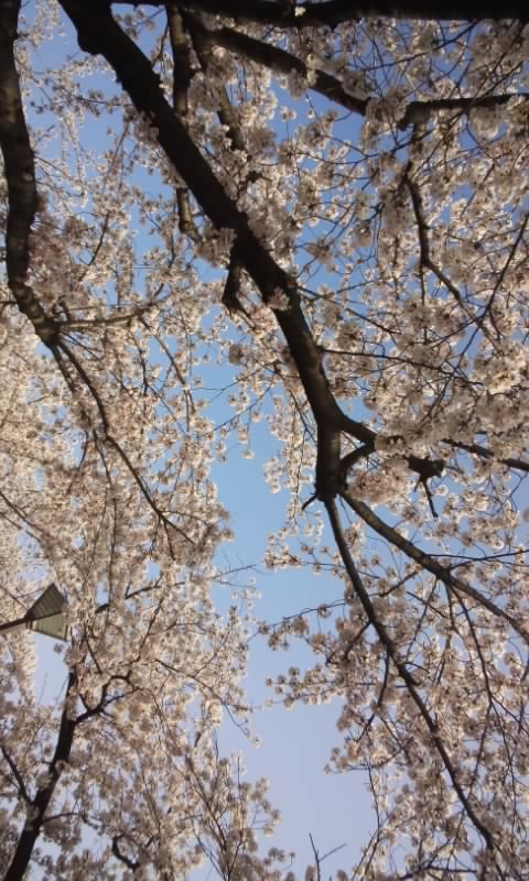f:id:ageha7725:20170707011404j:plain f:id:ageha7725:20170707011404j:plain