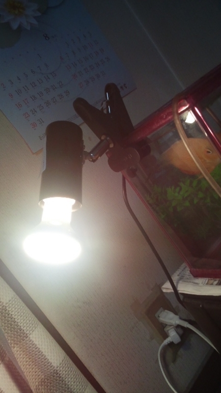 f:id:ageha7725:20171015013225j:plain