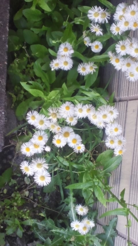 f:id:ageha7725:20180510211738j:plain f:id:ageha7725:20180510211738j:plain