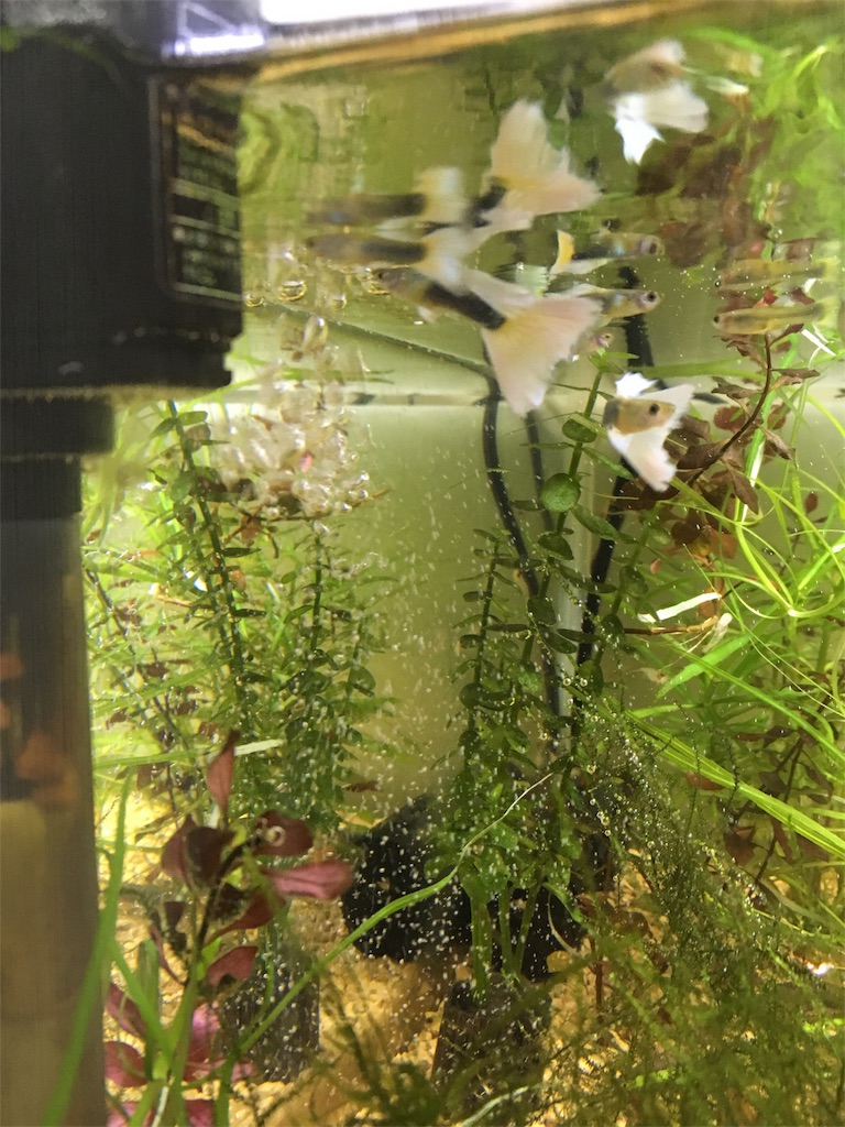 f:id:agfun:20170602063748j:image