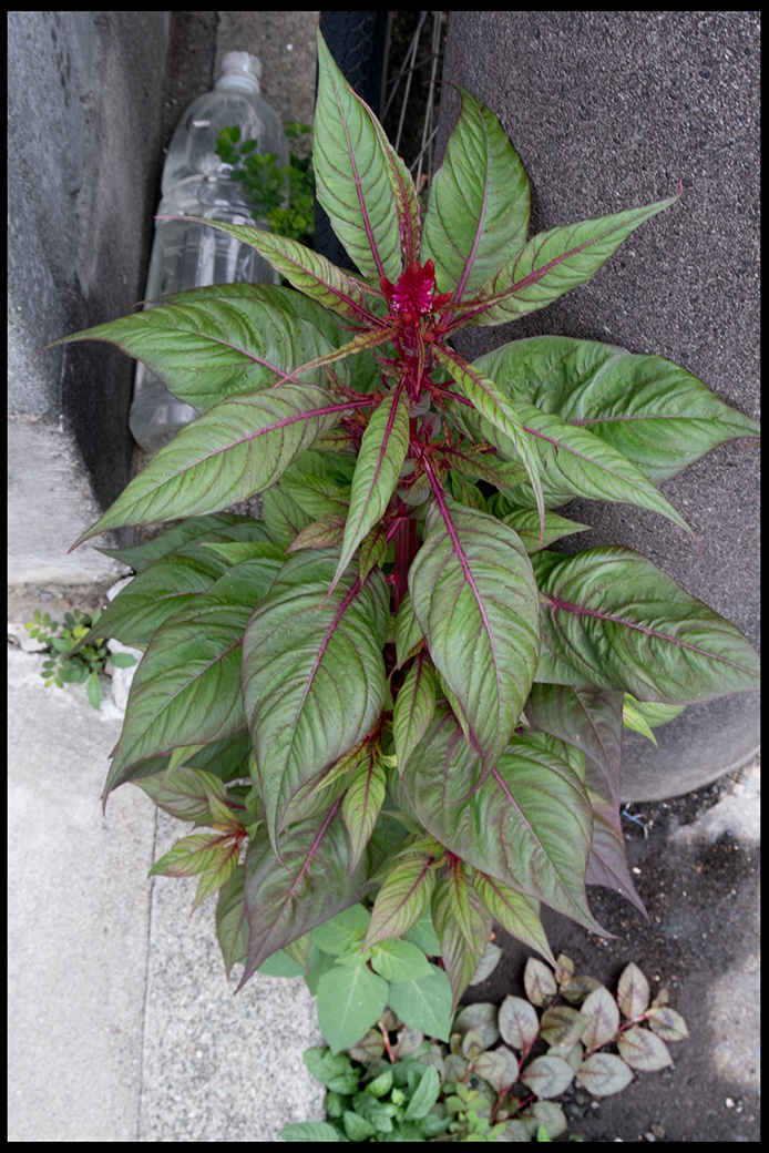 f:id:agincyu:20160819181650j:plain