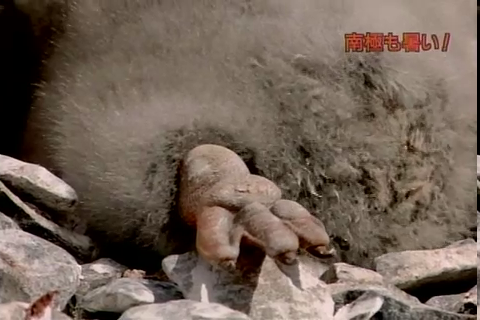 f:id:aglassofwater:20090101151221p:image