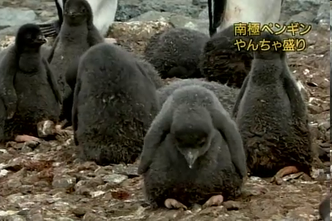 f:id:aglassofwater:20090101151222p:image