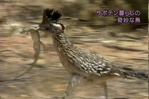 f:id:aglassofwater:20090101151843p:image