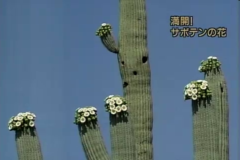 f:id:aglassofwater:20090101151941p:image