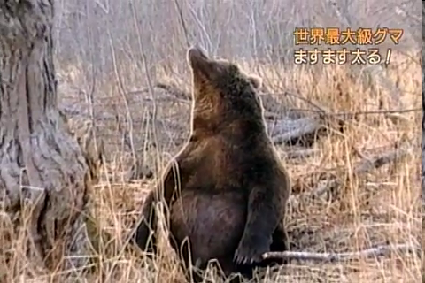 f:id:aglassofwater:20090101152949p:image