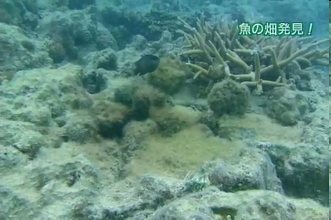 f:id:aglassofwater:20090101153834p:image f:id:aglassofwater:20090101153834p:image