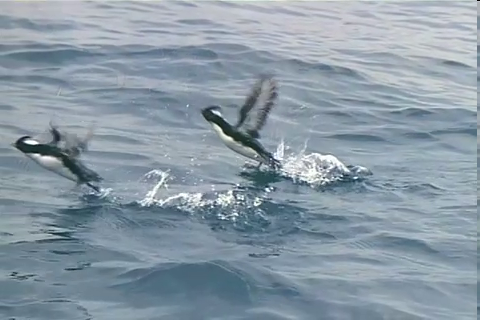 f:id:aglassofwater:20090101155506p:image