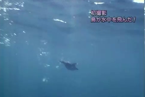 f:id:aglassofwater:20090101155507p:image