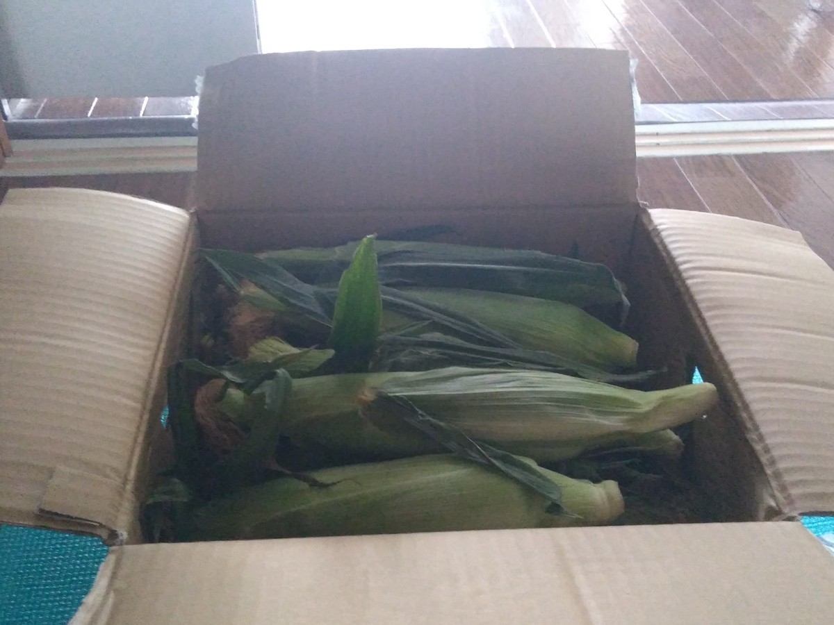 f:id:agli-3:20190622101423j:plain f:id:agli-3:20190622101423j:plain