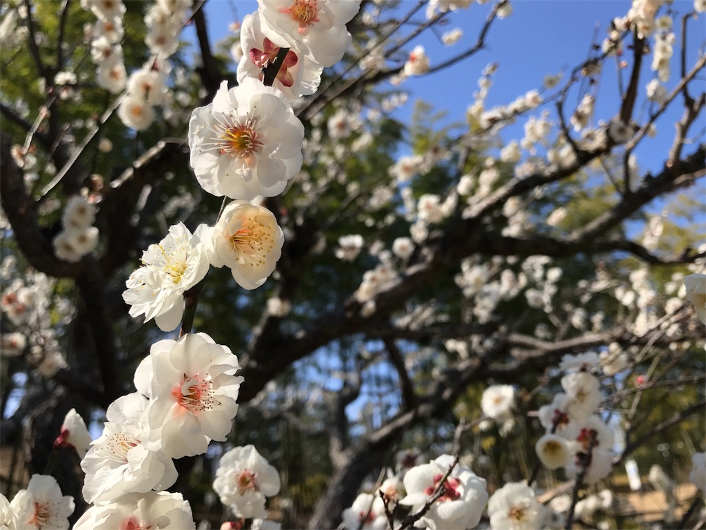 f:id:agoramc:20170313113843j:image