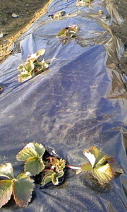 f:id:agpy:20110213162246j:image