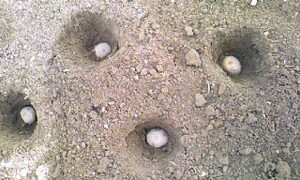 f:id:agpy:20110309111947j:image