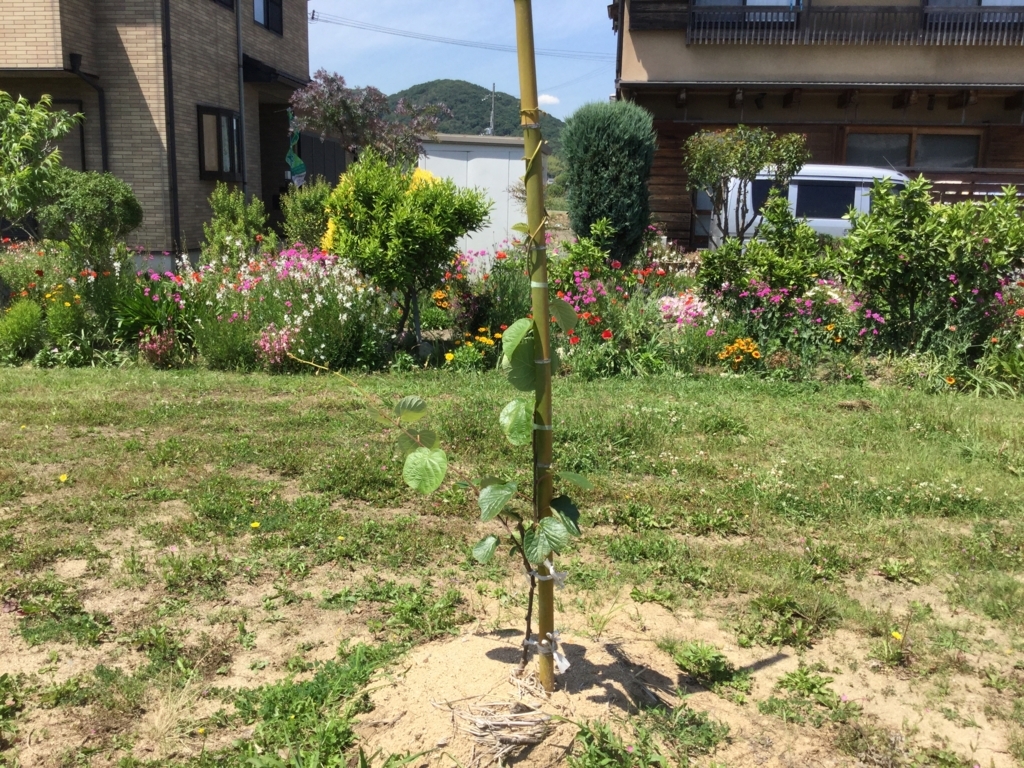 f:id:agrain:20180525061324j:plain