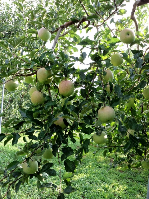 f:id:agri-connect:20180831221737j:plain f:id:agri-connect:20180831221737j:plain
