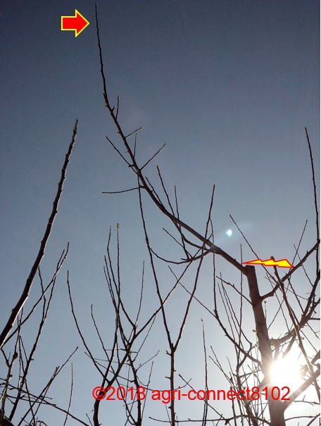 f:id:agri-connect:20190206174458j:plain f:id:agri-connect:20190206174458j:plain