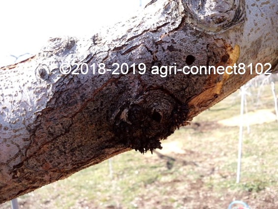 f:id:agri-connect:20190324003557j:plain f:id:agri-connect:20190324003557j:plain