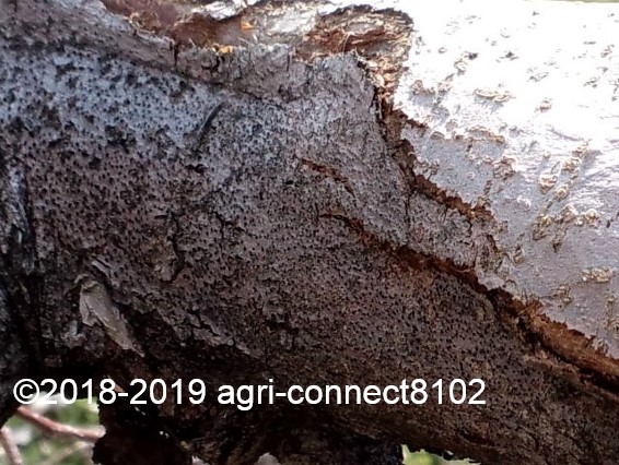 f:id:agri-connect:20190324211755j:plain f:id:agri-connect:20190324211755j:plain