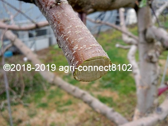 f:id:agri-connect:20190425235043j:plain f:id:agri-connect:20190425235043j:plain