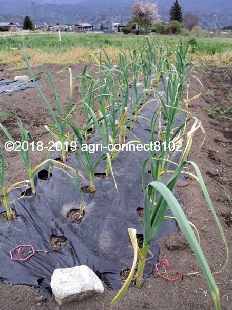 f:id:agri-connect:20190430220413j:plain f:id:agri-connect:20190430220413j:plain