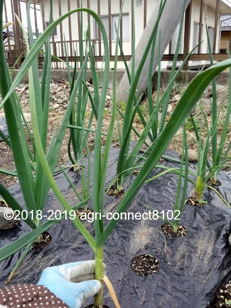 f:id:agri-connect:20190430222249j:plain f:id:agri-connect:20190430222249j:plain