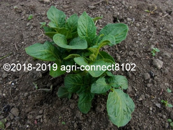 f:id:agri-connect:20190514214219j:plain f:id:agri-connect:20190514214219j:plain