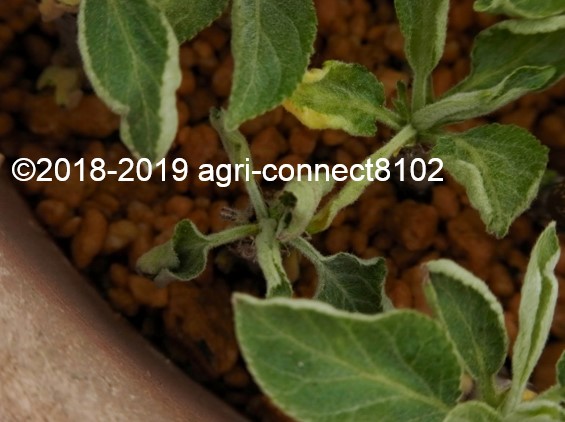 f:id:agri-connect:20190603221929j:plain f:id:agri-connect:20190603221929j:plain