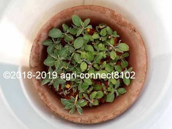 f:id:agri-connect:20190604225700j:plain f:id:agri-connect:20190604225700j:plain