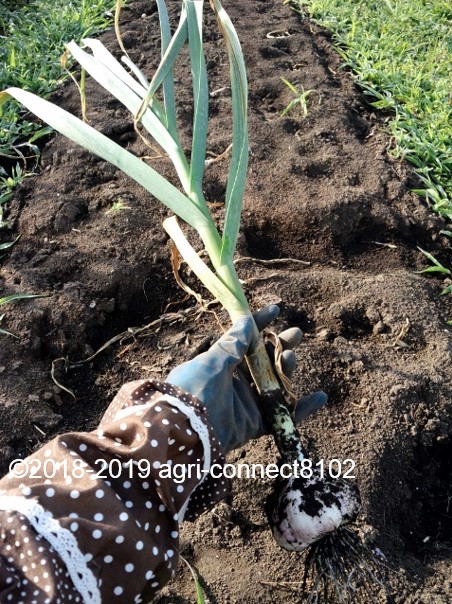 f:id:agri-connect:20190628215807j:plain f:id:agri-connect:20190628215807j:plain