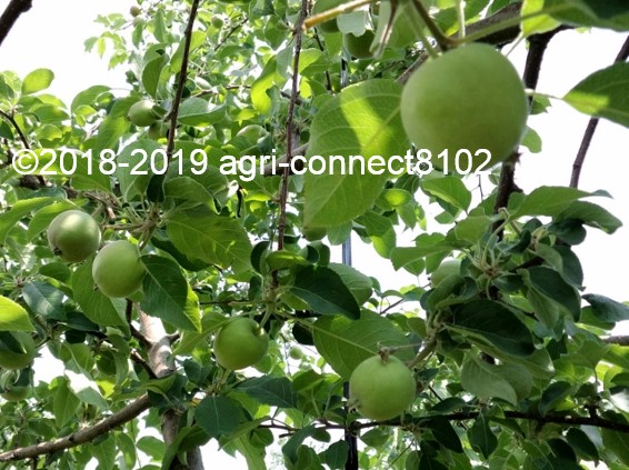 f:id:agri-connect:20190702221911j:plain f:id:agri-connect:20190702221911j:plain
