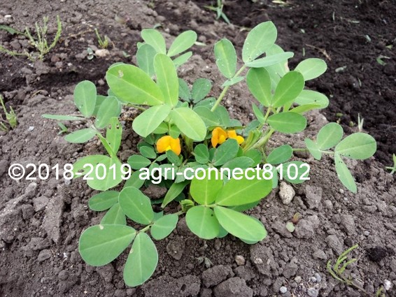 f:id:agri-connect:20190714213941j:plain f:id:agri-connect:20190714213941j:plain