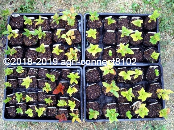 f:id:agri-connect:20190902215454j:plain f:id:agri-connect:20190902215454j:plain
