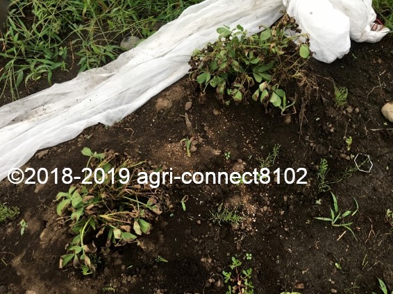 f:id:agri-connect:20190906224227j:plain f:id:agri-connect:20190906224227j:plain